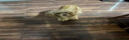 Cocker Spaniel dogs for sale: Cocker Spaniel 3 - Ad 2