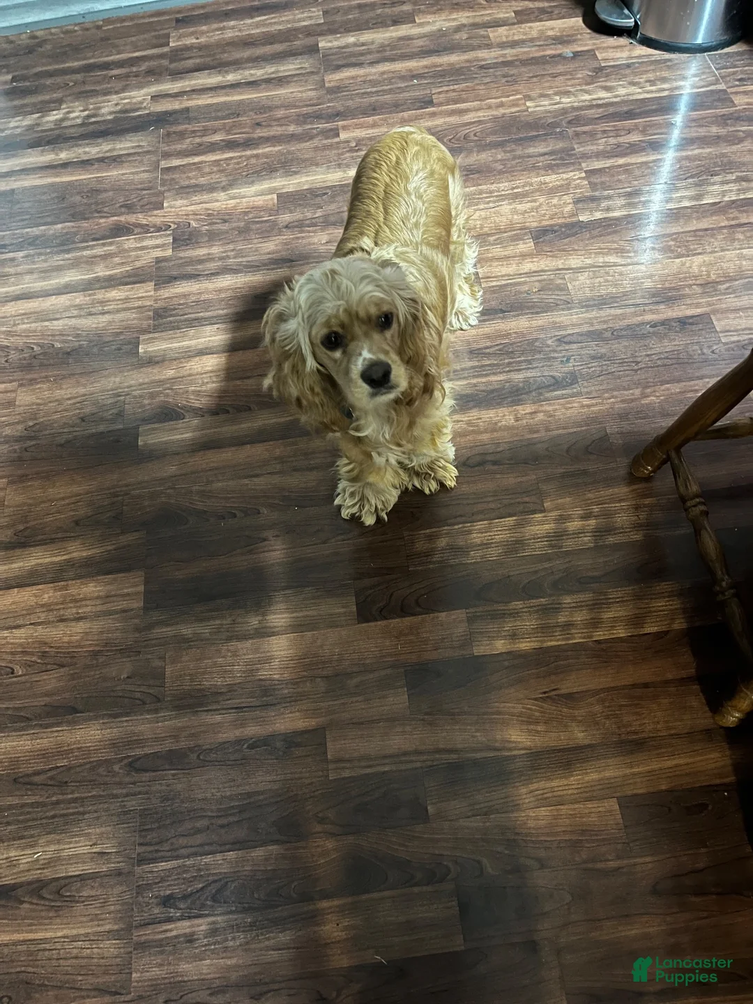 Cocker Spaniel dogs for sale: Cocker Spaniel 3 - Ad 2