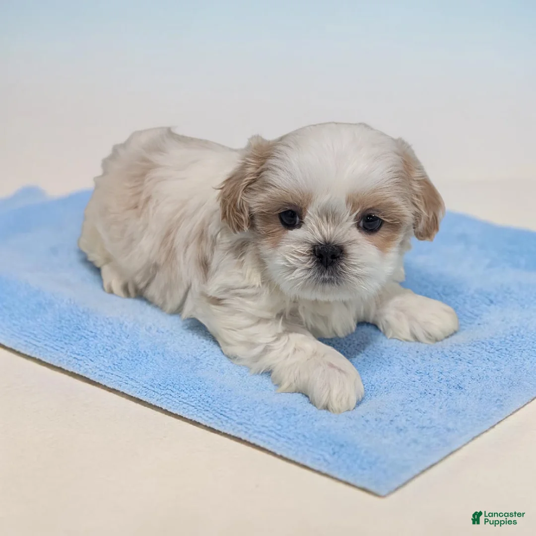 Shih Tzu dogs for sale: Zuma - Ad 1
