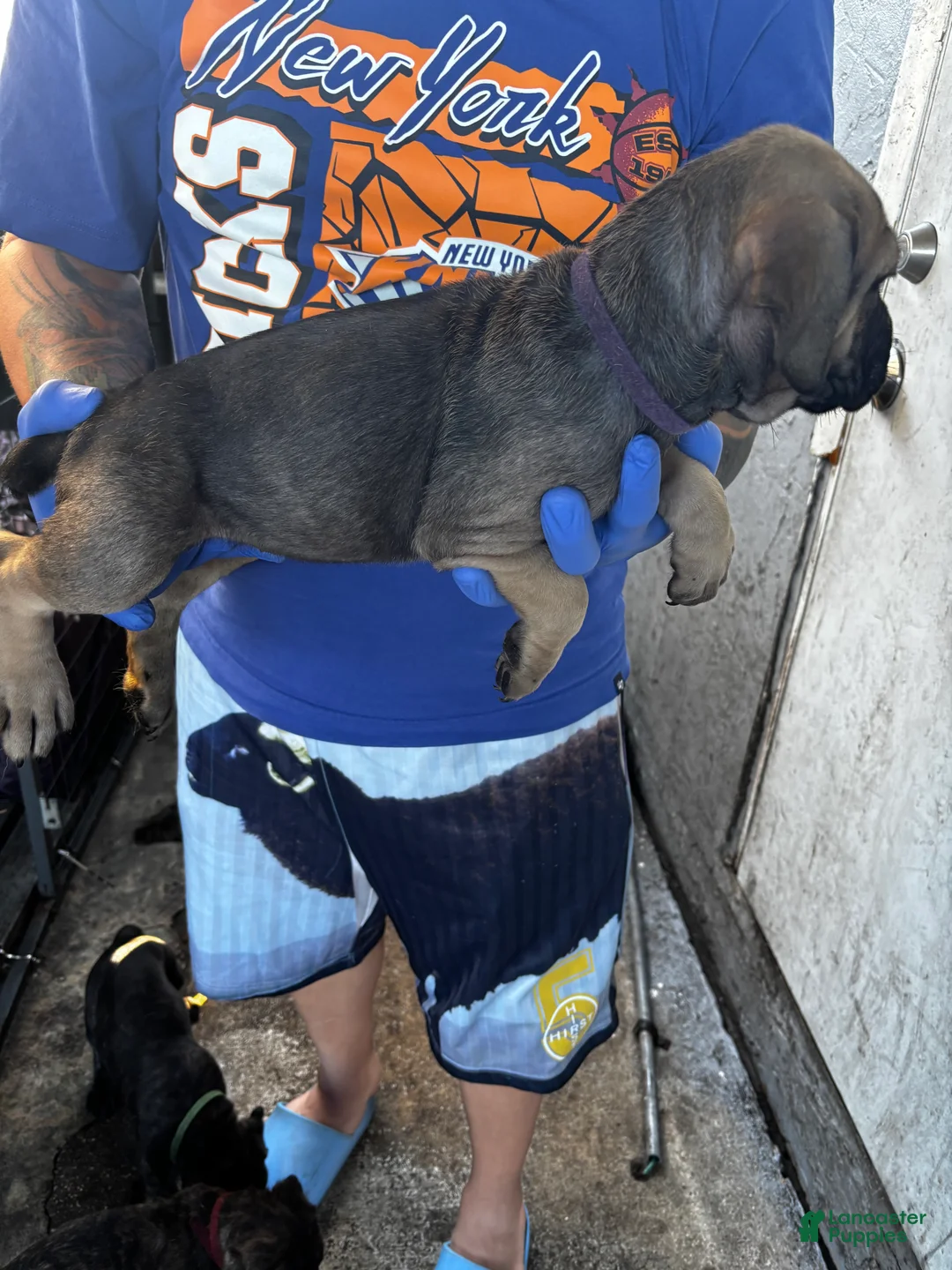 Cane Corso dogs for sale: Cane Corso Puppy 4 - Ad 2