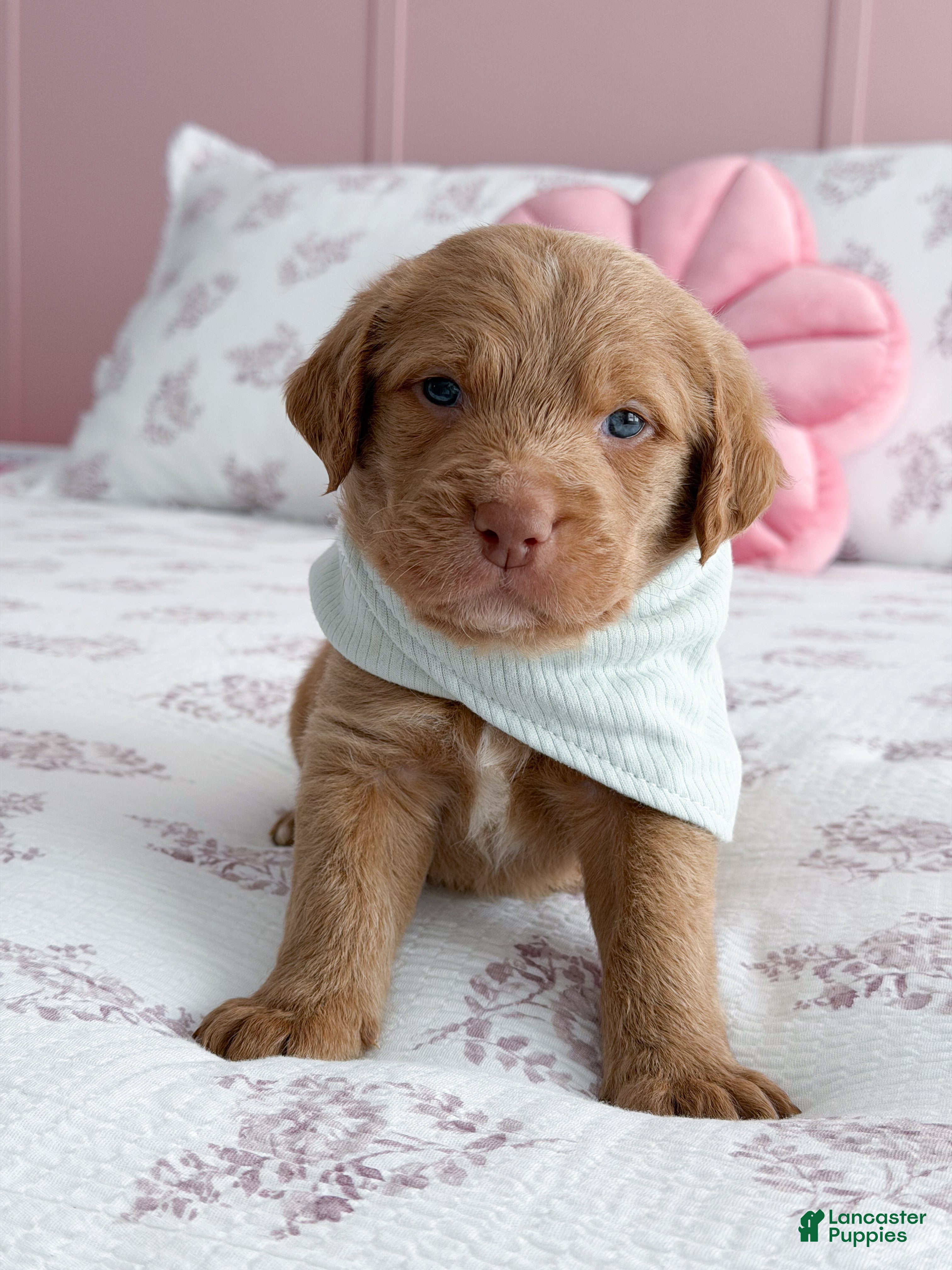 Labradoodle dogs Ollie - Ad 2