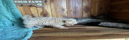 Maltipoo dogs for sale: Maltipoo Puppy 1 - Ad 2