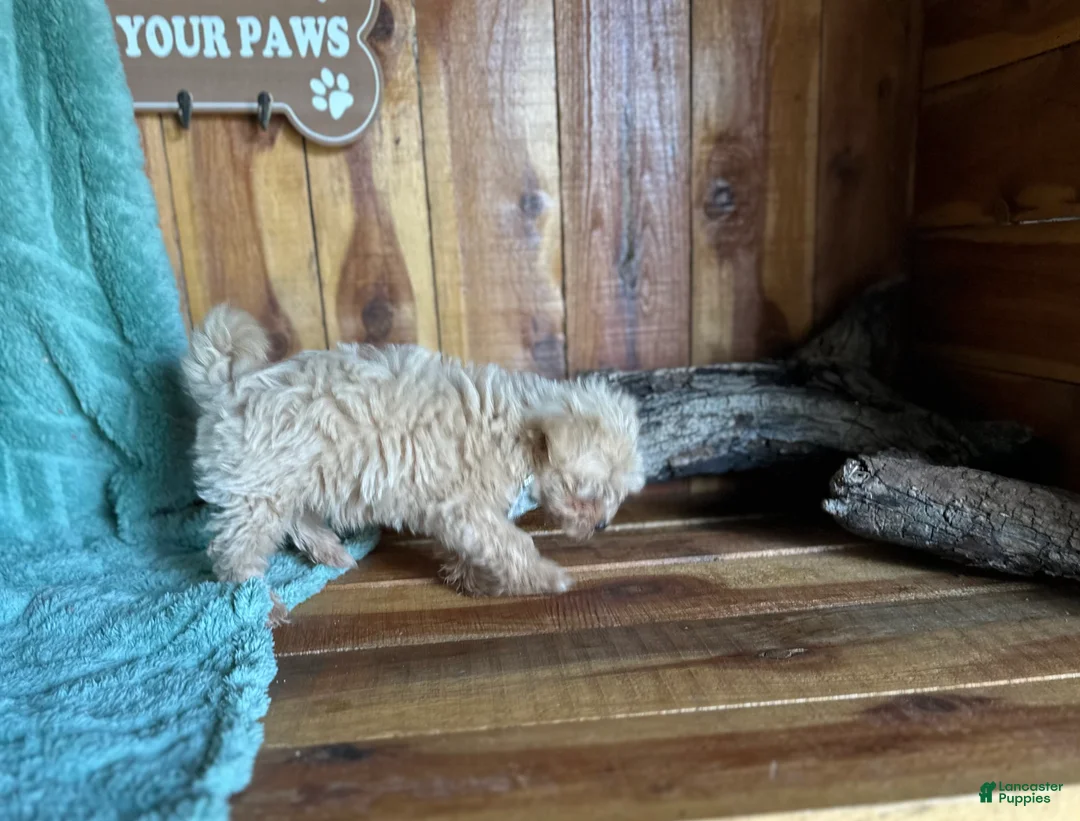 Maltipoo dogs for sale: Maltipoo Puppy 1 - Ad 2