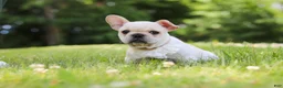 French Bulldog dogs for sale: Allie - Ad 8