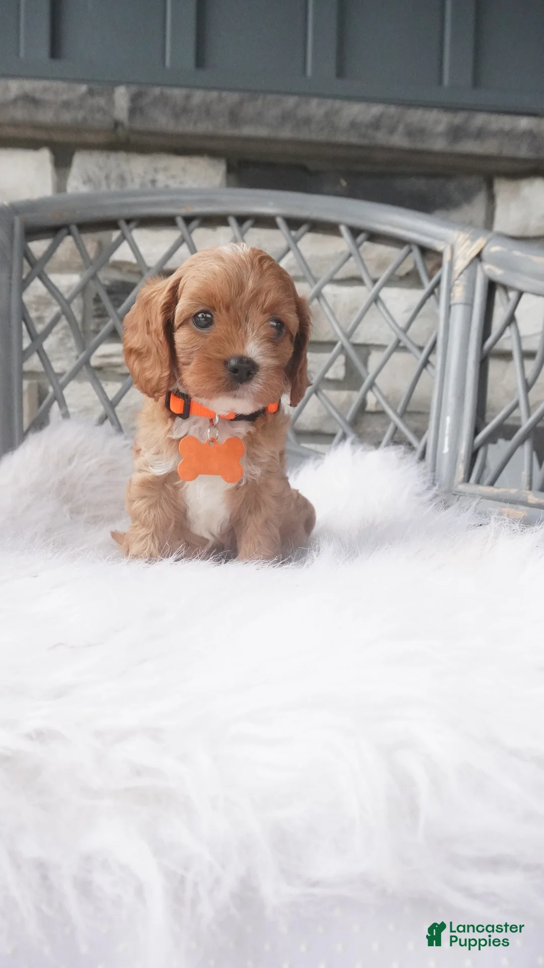 Cavapoo dogs for sale: Candy  - Ad 1