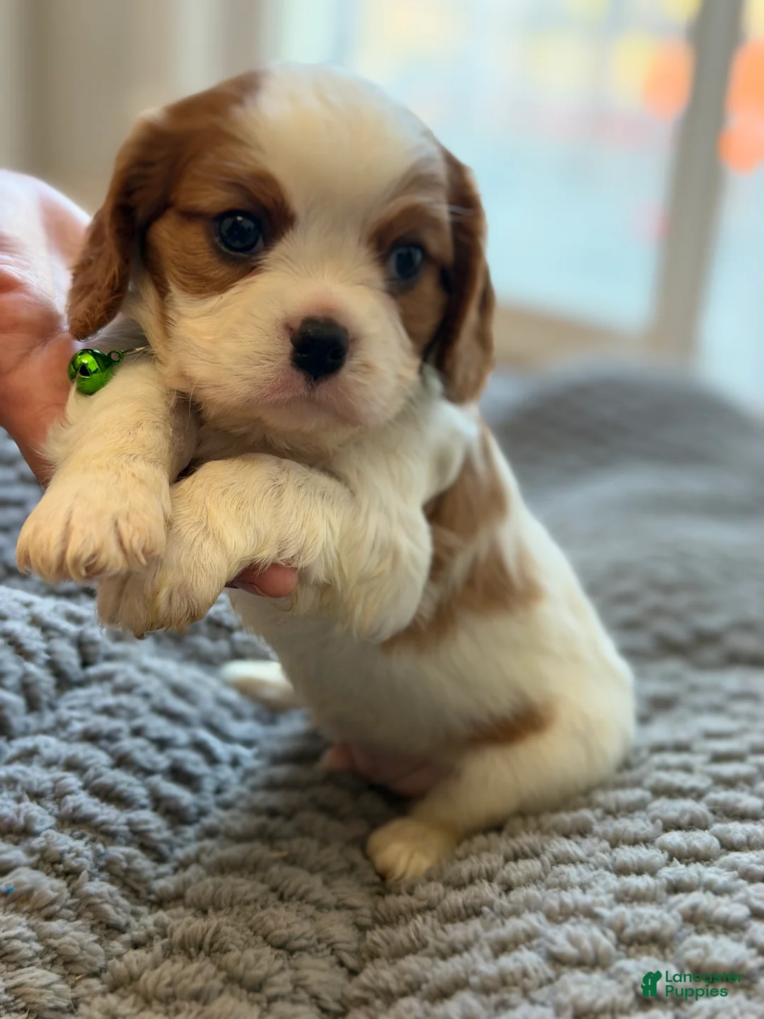 Cavalier King Charles Spaniel dogs for sale: Jumper  - Ad 1