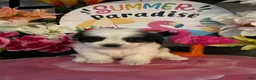 Shihpoo dogs for sale: Shih Tzu Puppy 3 - Ad 2