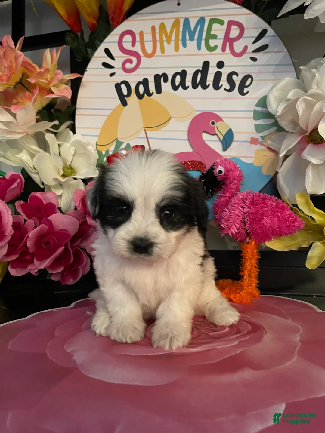 Shihpoo dogs for sale: Shih Tzu Puppy 3 - Ad 2
