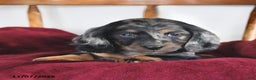 Miniature Dachshund dogs for sale: Snuggles   - Ad 4