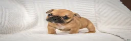 French Bulldog dogs for sale: Alexander - Ad 3