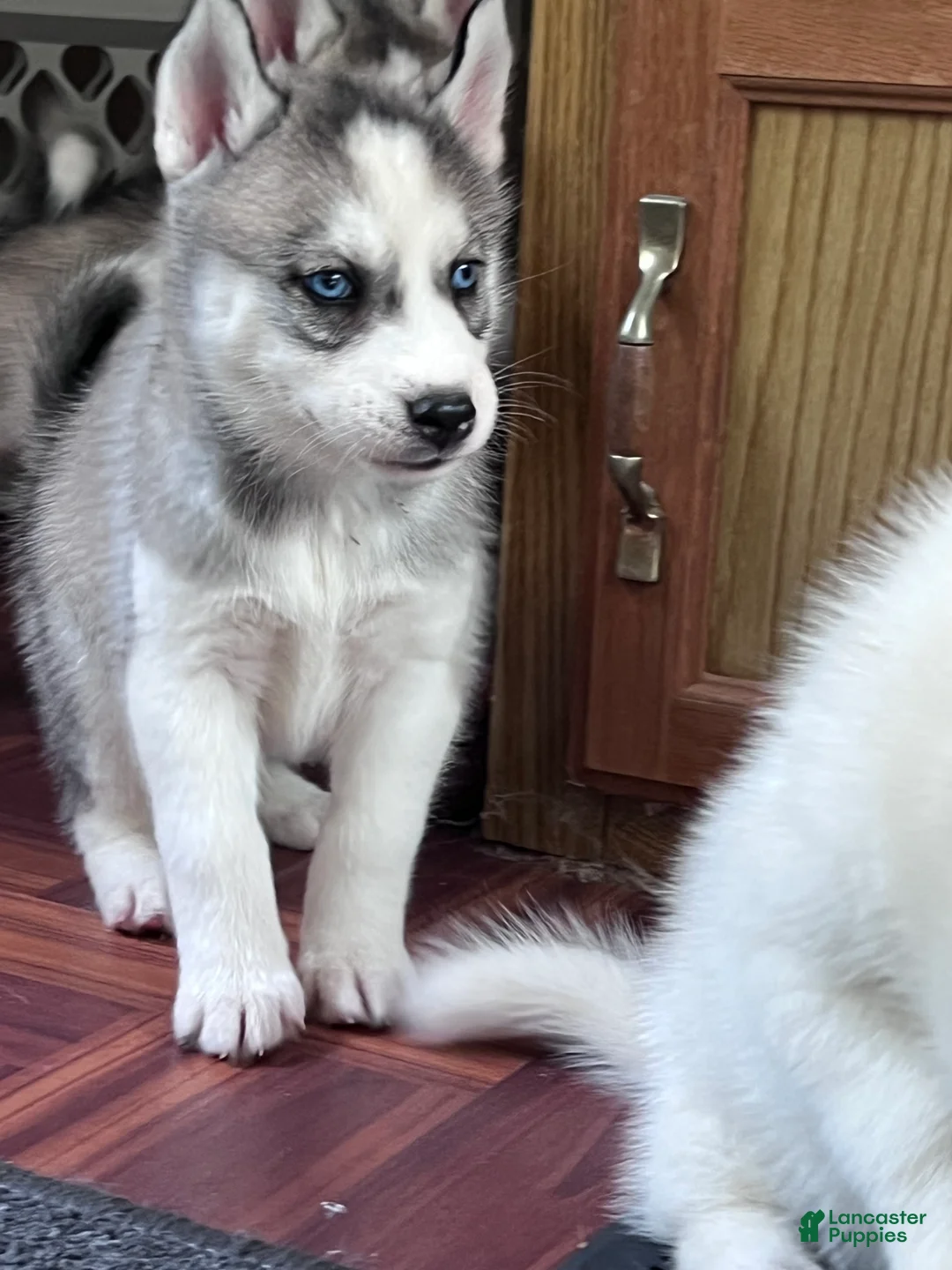 Siberian Husky dogs for sale: Daria the Daring AKC - Ad 2