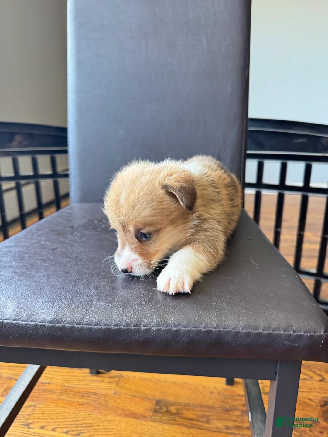Welsh Corgi Pembroke dogs for sale: Abby - Ad 2