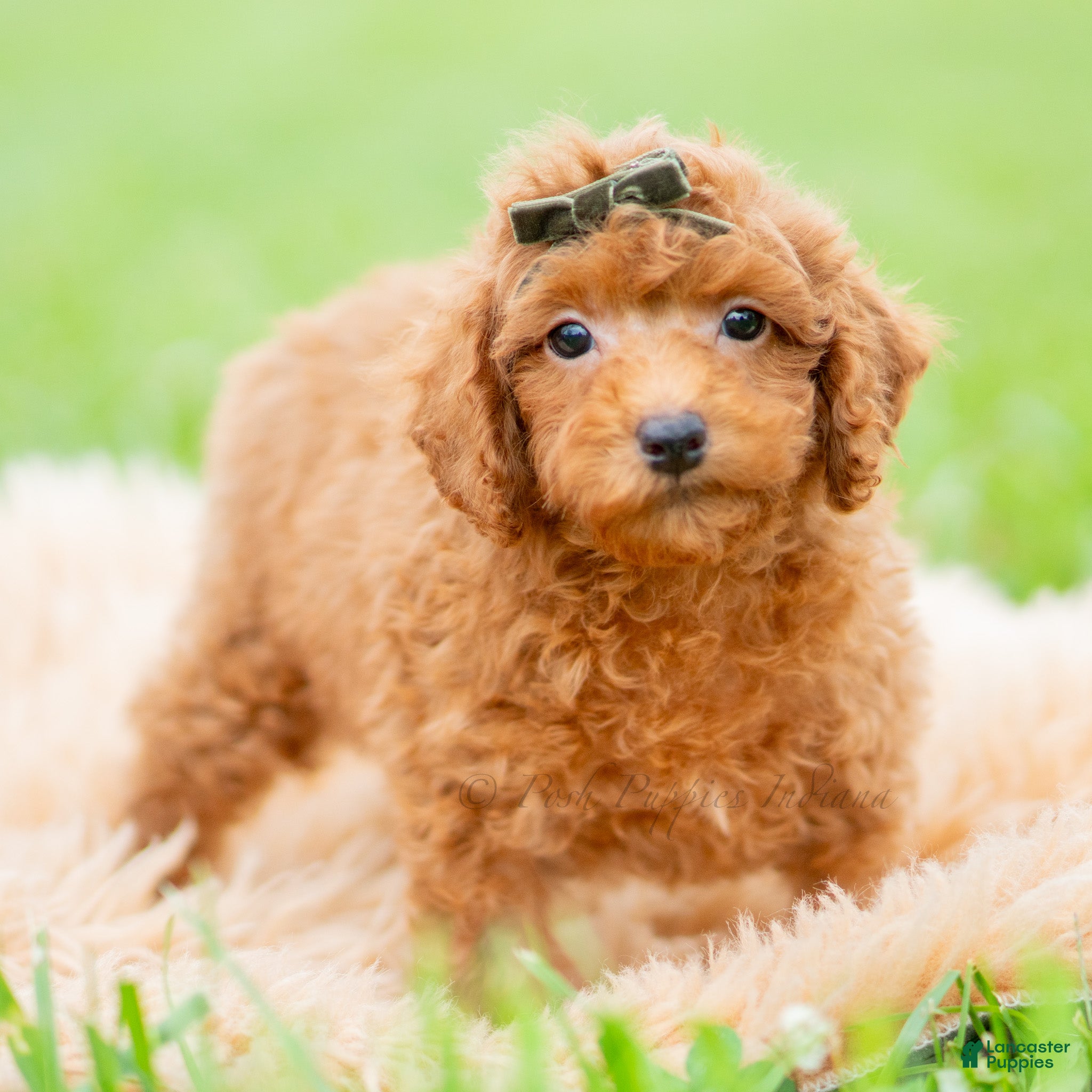 Toy Poodle dogs Roku AKC - Ad 16