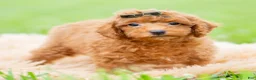 Toy Poodle dogs for sale: Roku AKC - Ad 1