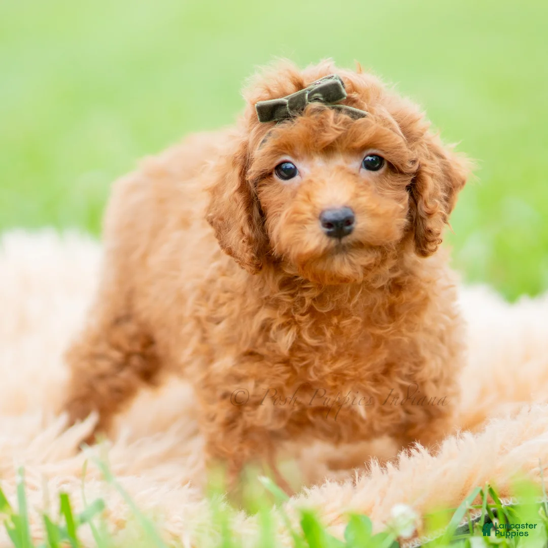 Toy Poodle dogs for sale: Roku AKC - Ad 1