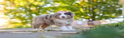 Miniature Australian Shepherd dogs for sale: Chaos - Ad 2