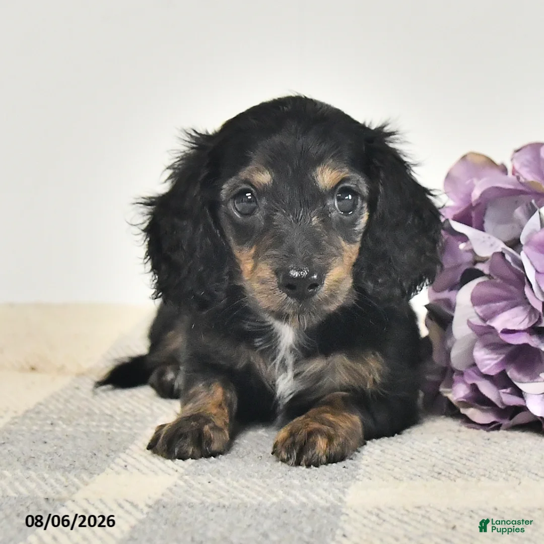 Miniature Dachshund dogs for sale: Clover  - Ad 1