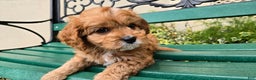 Cavapoo dogs for sale: Jill - Ad 5