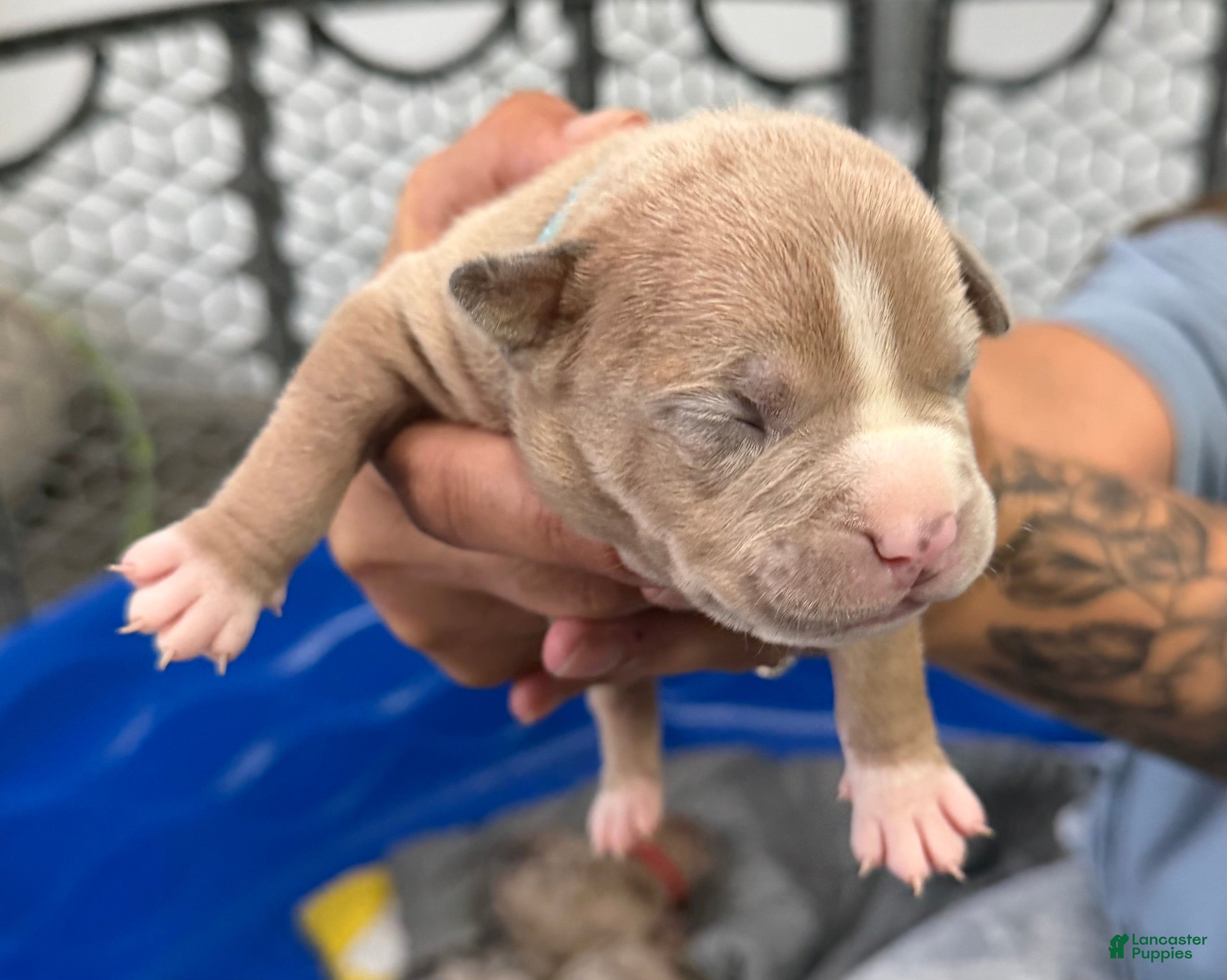 American Bully dogs Duke - XL American Bully Puppy  - Ad 30