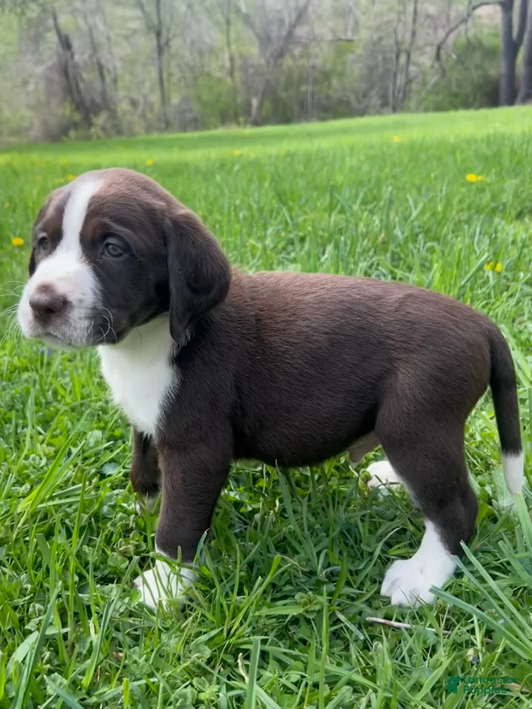 Mixed Breed dogs for sale: Buddy - Ad 2