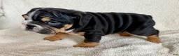 English Bulldog dogs for sale: Nala  - Ad 5