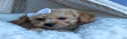 Miniature Poodle dogs for sale: LEO - Ad 4