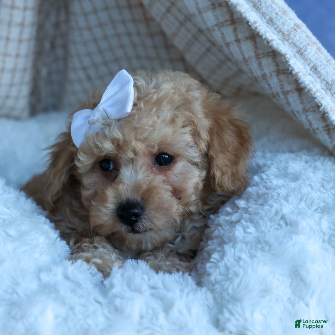 Miniature Poodle dogs for sale: LEO - Ad 4