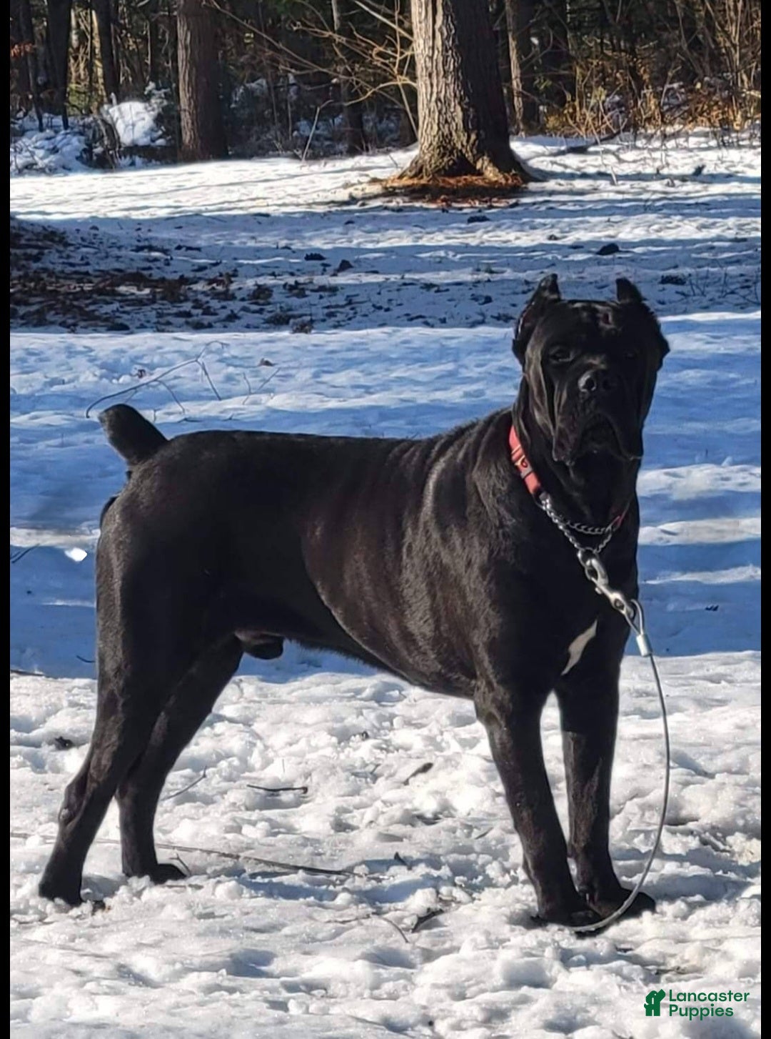 Cane Corso dogs for sale: Cane Corso Puppy 1 - Ad 10