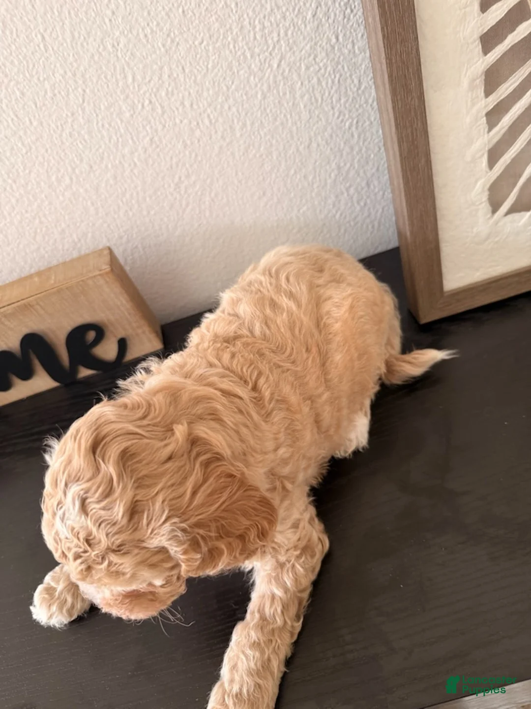 Bichpoo dogs for sale: Panda - Ad 2