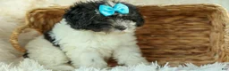 Cavapoo dogs for sale: Remi 🩷 - Ad 6
