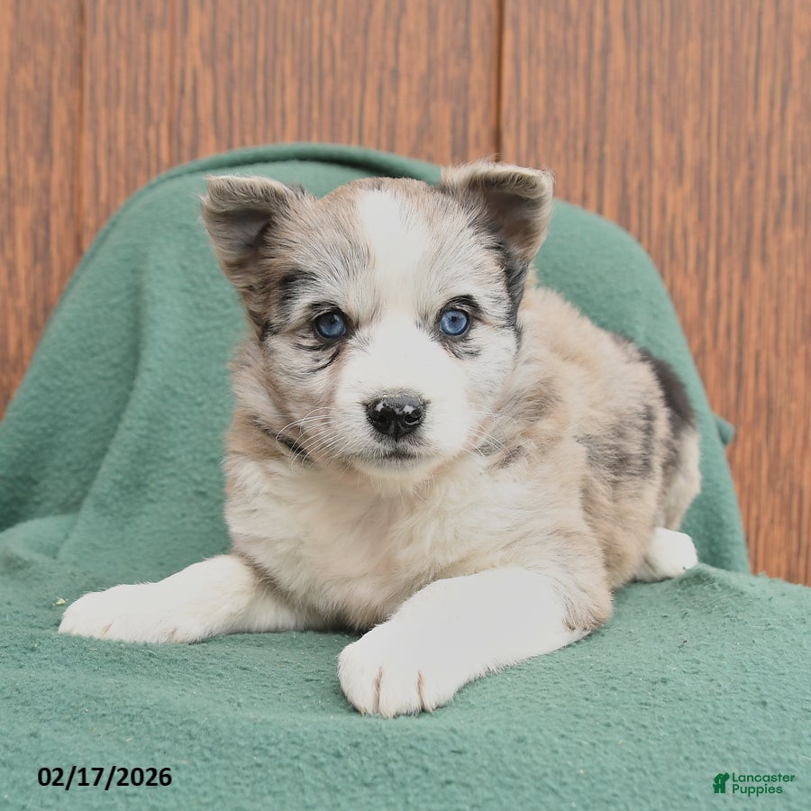 Mixed Breed dogs Ariel - Ad 2