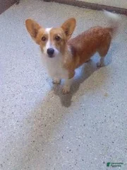 PENNY