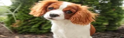 Cavalier King Charles Spaniel dogs for sale: Izzy - Ad 4