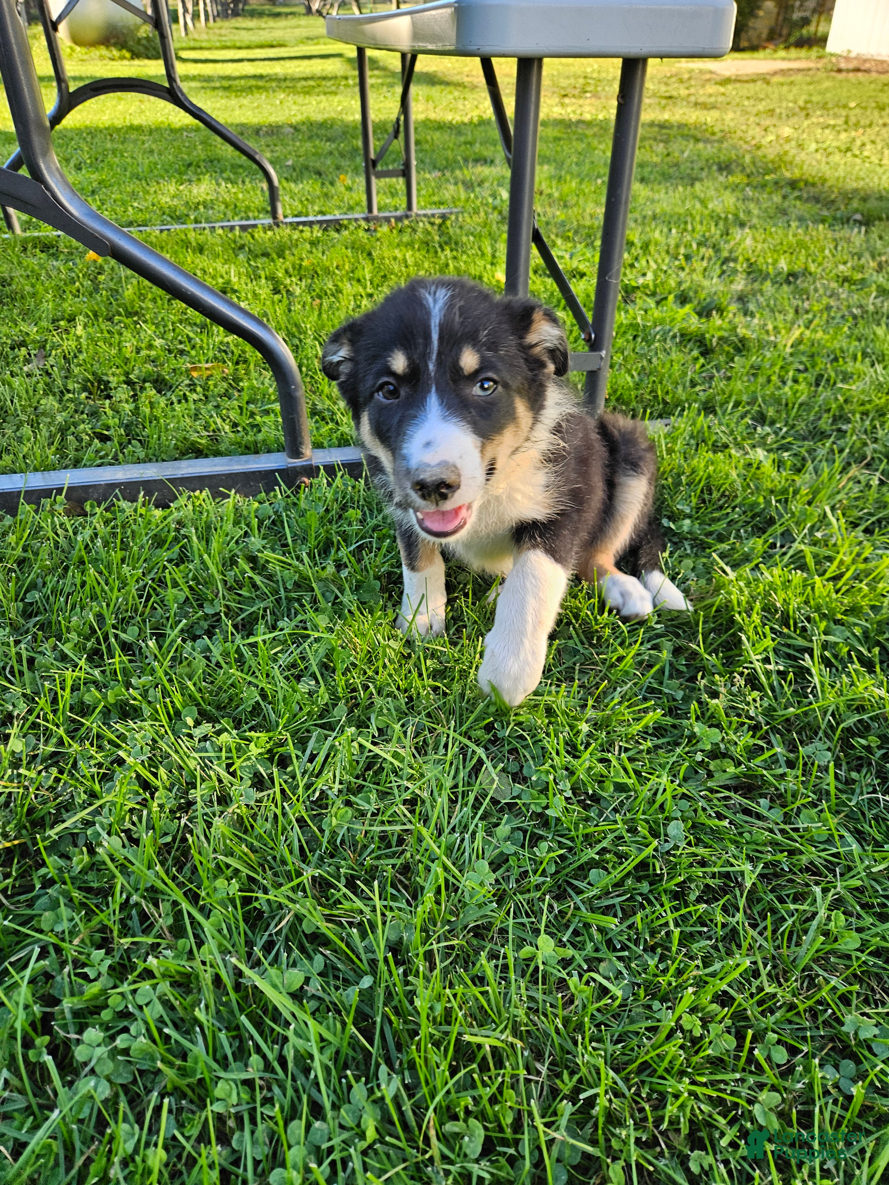 Buddy