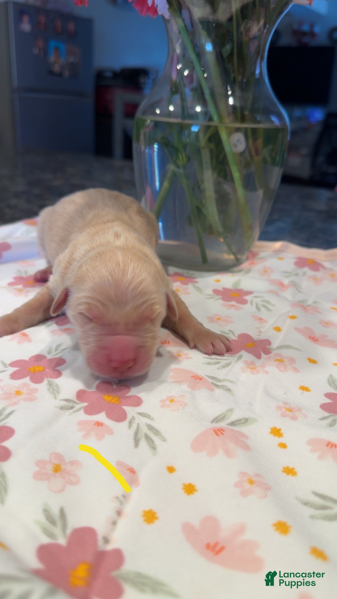 Golden Retriever dogs for sale: Yellow - Ad 4