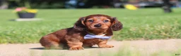 Miniature Dachshund dogs for sale: Ben - Ad 7