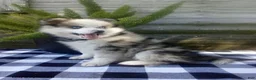 Pomsky dogs for sale: Jade - Ad 3