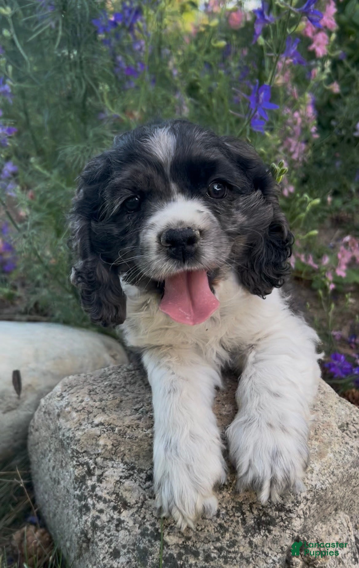 Cocker Spaniel dogs Asher - Ad 2