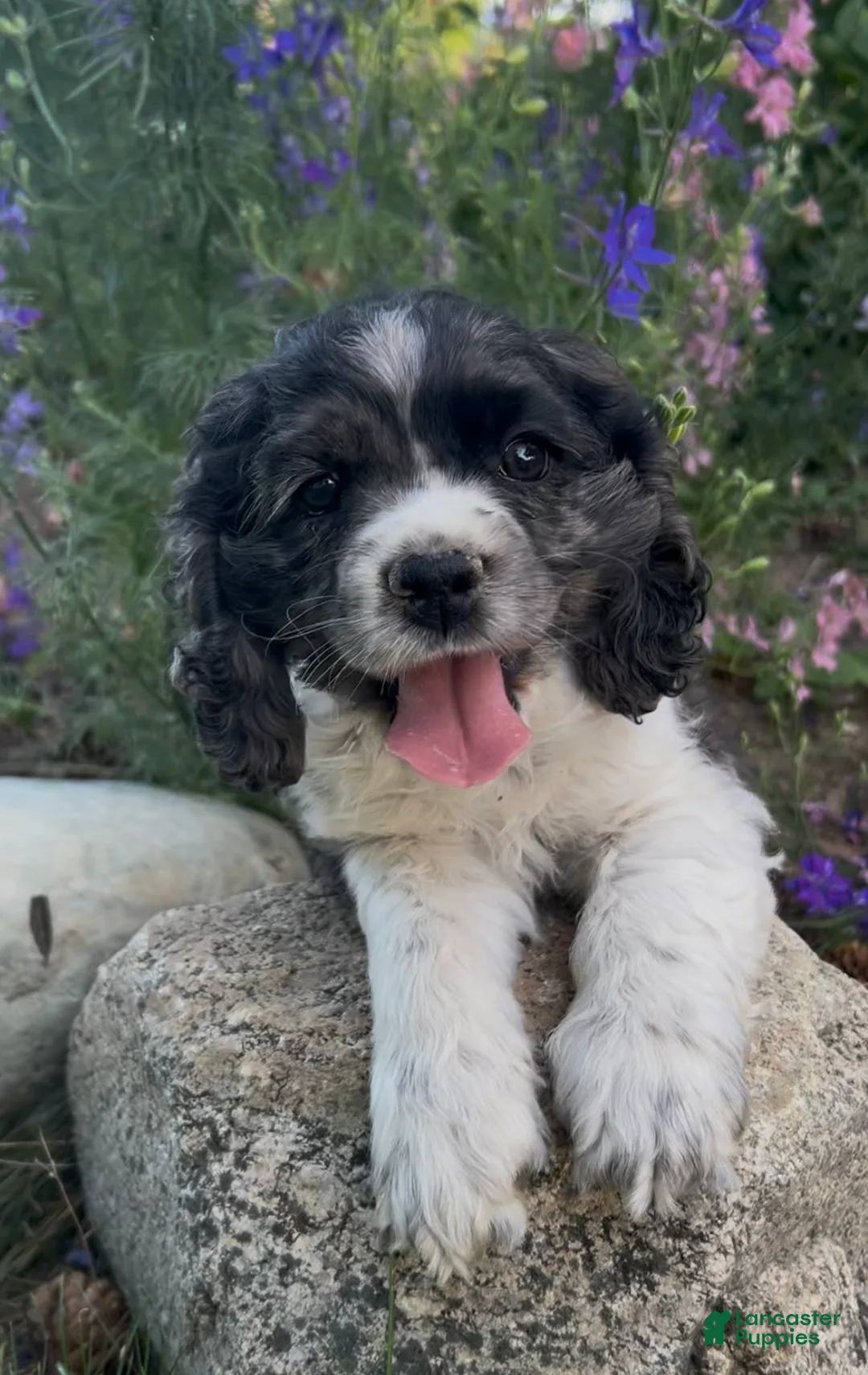Cocker Spaniel dogs for sale: Asher - Ad 2
