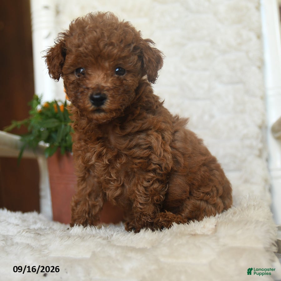 Miniature Poodle dogs Nibbles - Ad 1