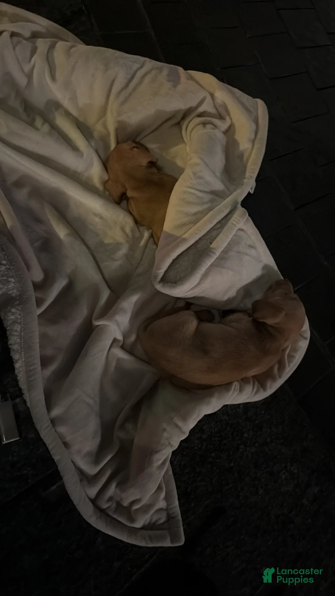 Mixed Breed dogs for sale: Mixed Breed 2 - Ad 1