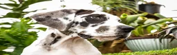 Great Dane dogs for sale: Chester - Ad 6