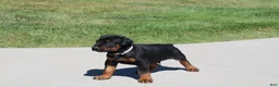 Doberman Pinscher dogs for sale: Charlie - Ad 1