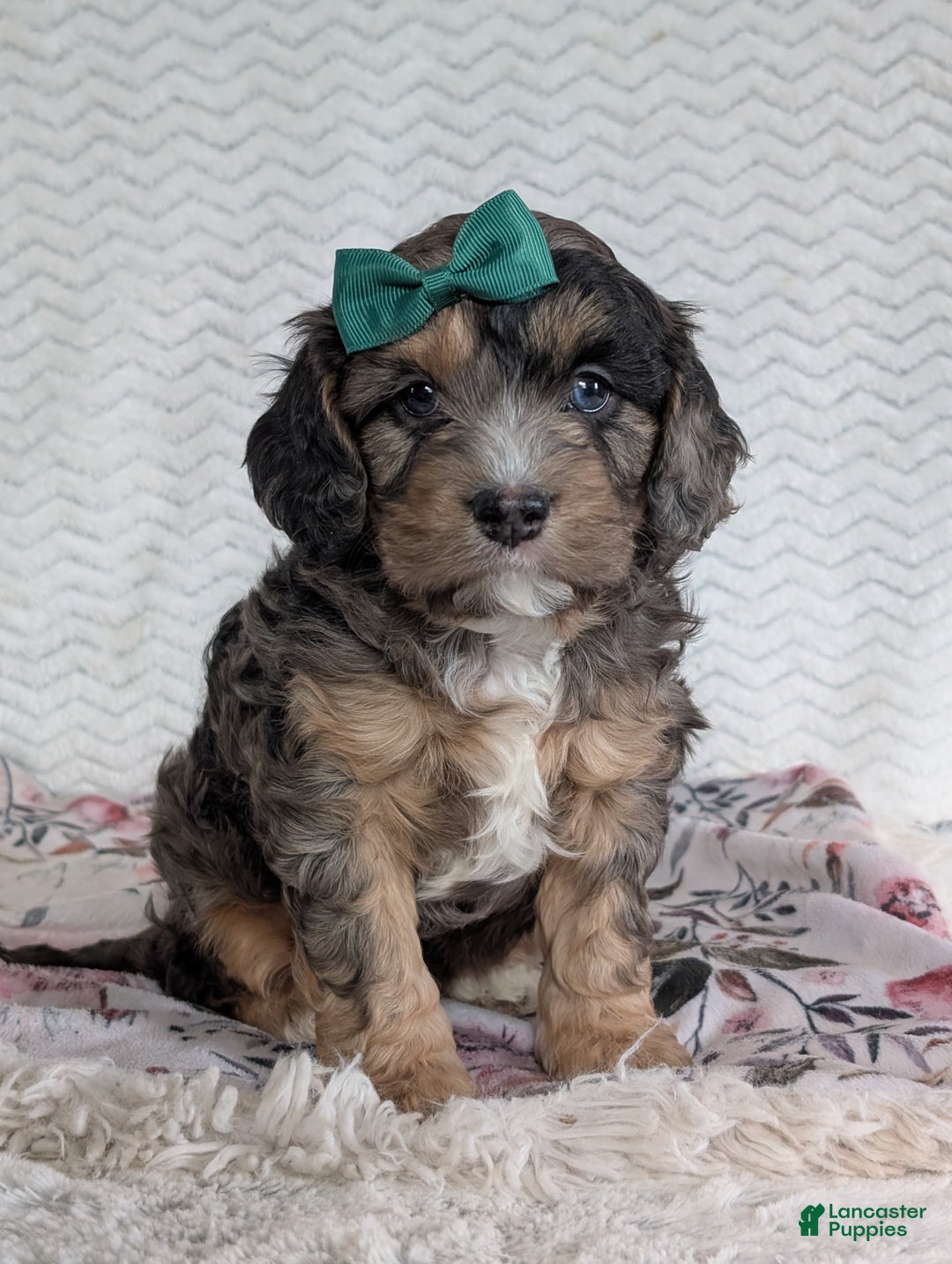 Cavapoo dogs for sale: Charlie  - Ad 5