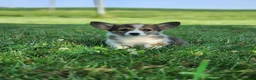 Welsh Corgi Pembroke dogs for sale: Fox - Ad 7