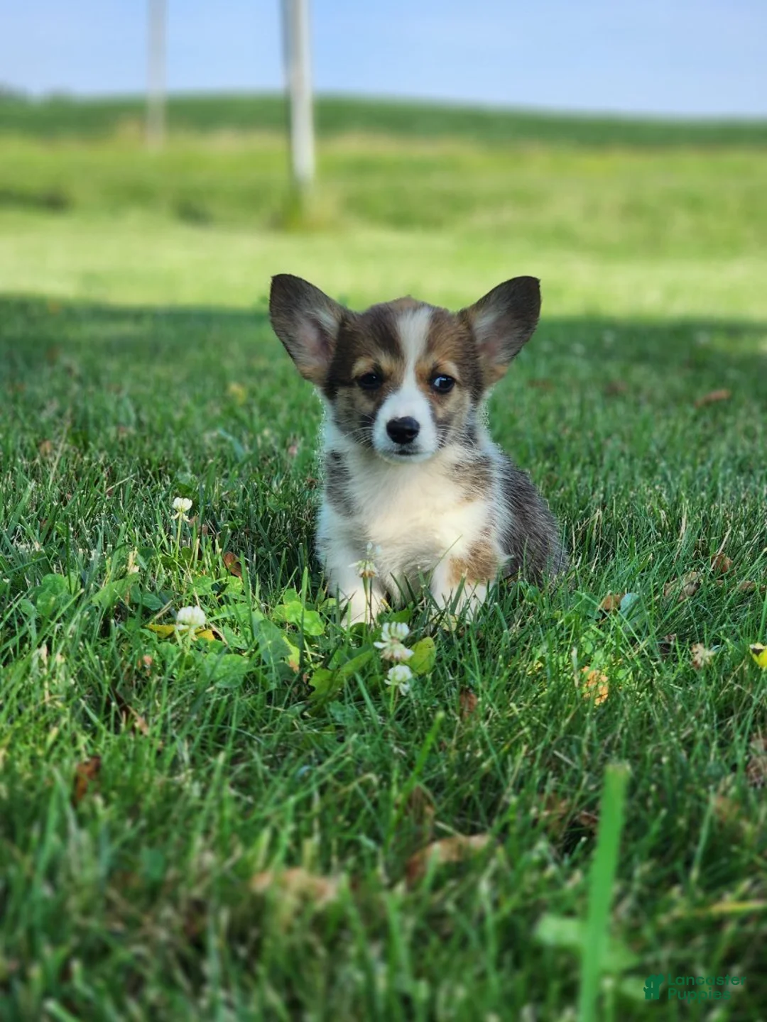 Welsh Corgi Pembroke dogs for sale: Fox - Ad 7