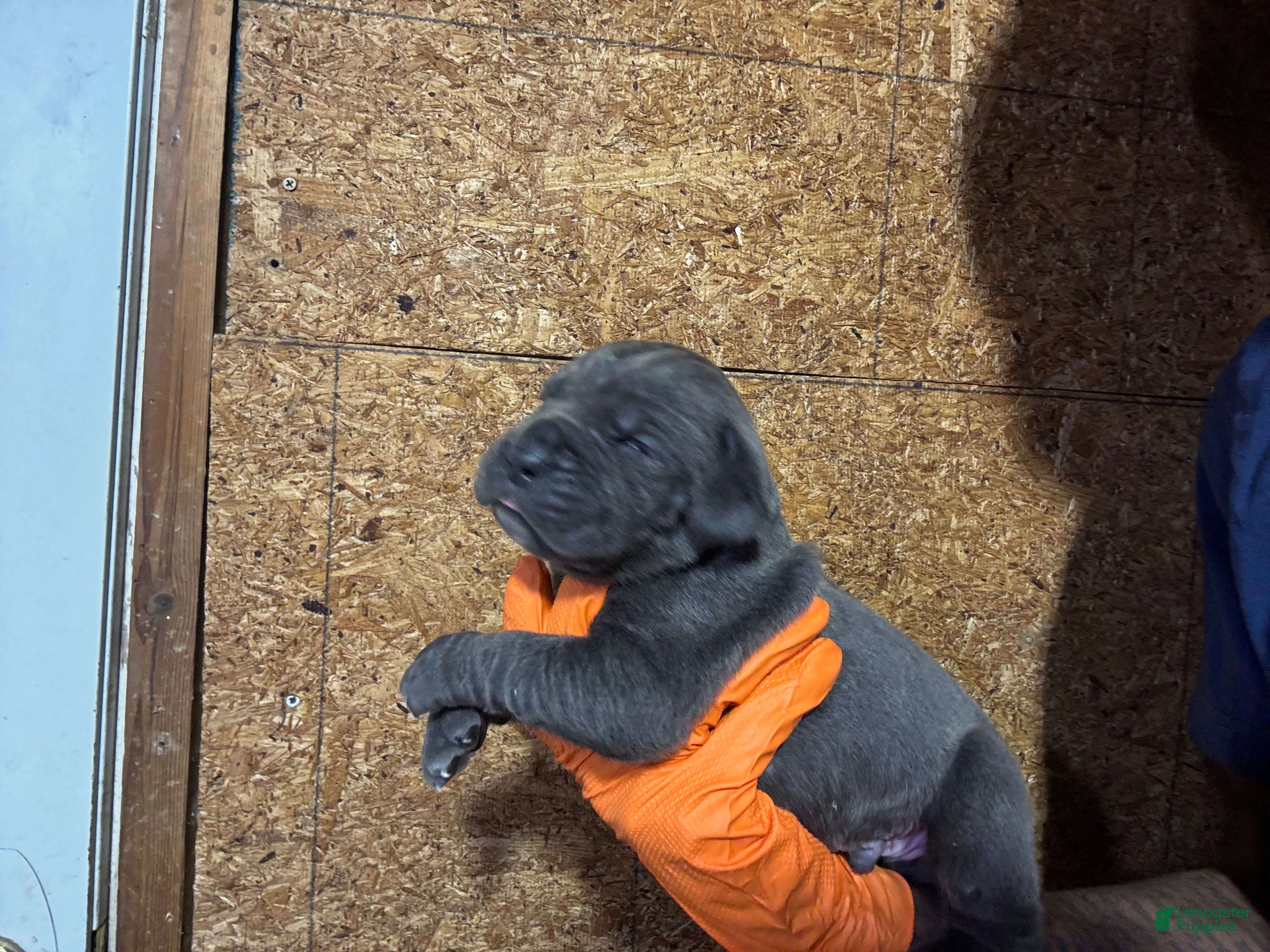 Cane Corso dogs Cane Corso Puppy 4 - Ad 33
