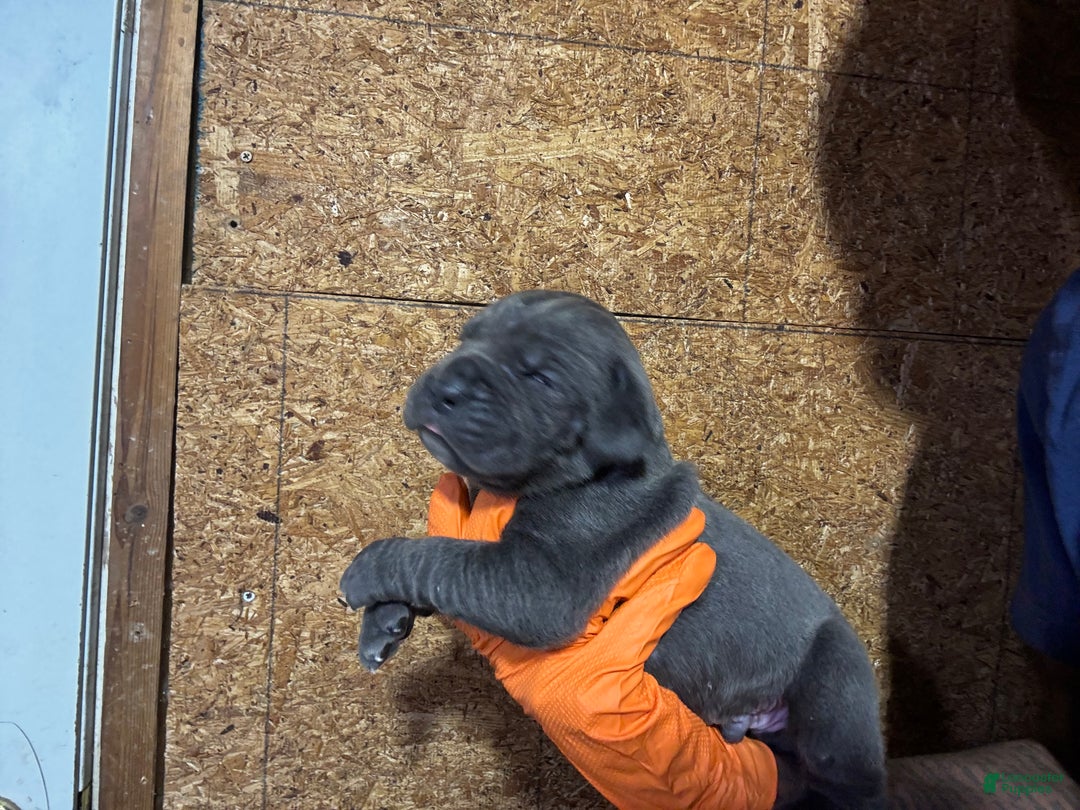 Cane Corso dogs for sale: Cane Corso Puppy 4 - Ad 1