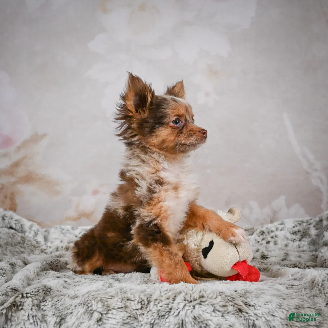 Chihuahua dogs for sale: Rolex - Ad 15