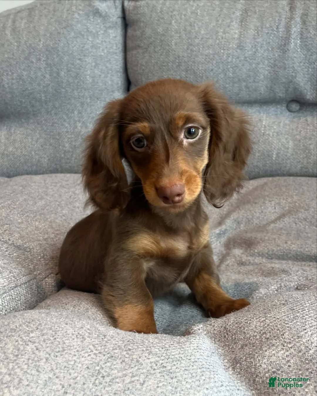 Miniature Dachshund dogs for sale: Miniature Dachshund Puppy 2 - Ad 2